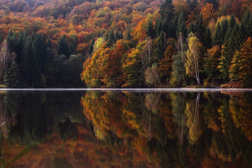 autumnal-colorful-conifer-217120